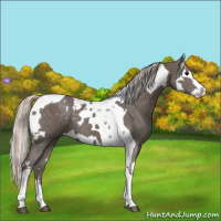 Horse Color:Silver Blue Roan Splash Tobiano  and Silver Blue Roan Splash Tobiano 