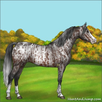 Horse Color:Brown Sabino Splash Appaloosa  and Gray Brown Sabino Splash Appaloosa 