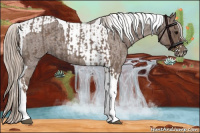 Horse Color:Silver Blue Roan Splash Tobiano and Silver Blue Roan Tobiano