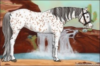 Horse Color:Bay Splash Tobiano Appaloosa  and Bay Splash Tobiano Appaloosa 