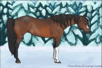 Horse Color:Bay Rabicano 