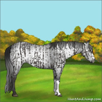 Horse Color:Smoky Black and Gray Smoky Black