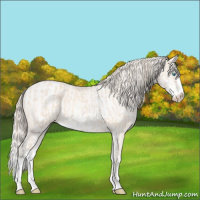 Horse Color:Perlino Sabino  and Perlino Sabino 