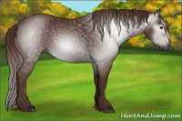 Horse Color:Gray Chestnut 