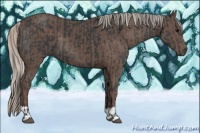 Horse Color:Black  and Silver Black 