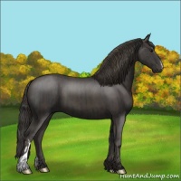Horse Color:Black  and Smoky Black 