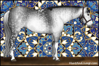 Horse Color:Gray White Spotted Black and Gray White Spotted Black Tobiano