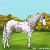 Horse Color:Silver Blue Roan Splash Tobiano  and Silver Blue Roan Splash Tobiano 
