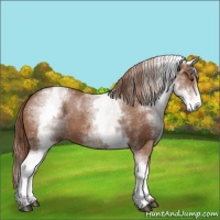 Horse Color:White Spotted Chestnut Sabino 