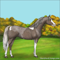 Horse Color:Silver Blue Roan Splash Tobiano  and Silver Blue Roan Splash Tobiano 