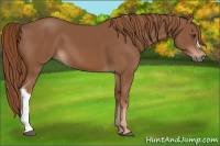 Horse Color:Chestnut 