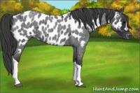 Horse Color:Blue Roan Appaloosa