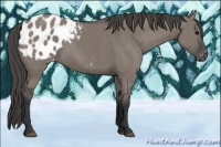 Horse Color:Grullo Appaloosa Rabicano 