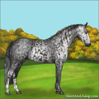 Horse Color:Smoky Black  and Gray Smoky Black 