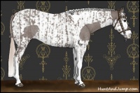 Horse Color:Silver Blue Roan Splash Tobiano and Silver Blue Roan Splash Tobiano Rabicano