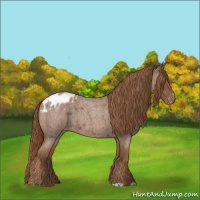 Horse Color:Red Roan Appaloosa 