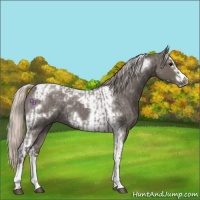 Horse Color:Silver Blue Roan Splash Tobiano  and Silver Blue Roan Splash Tobiano Frame 