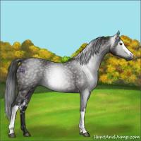 Horse Color:Gray White Spotted Brown