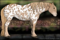 Horse Color:Chestnut Appaloosa