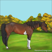 Horse Color:Brown Tobiano 