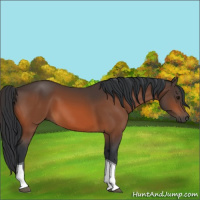 Horse Color:Bay Tobiano 