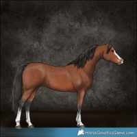 Horse Color:Bay Sabino Rabicano and Bay Sabino Rabicano