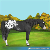 Horse Color:Black Splash Appaloosa 
