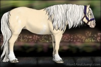 Horse Color:White Spotted Gold Cream Champagne