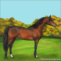 Horse Color:Brown Appaloosa  and Brown Appaloosa 