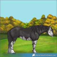 Horse Color:Smoky Black  and Smoky Black Splash 