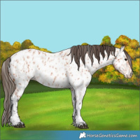 Horse Color:Bay Near Leopard  and White Spotted Bay Near Leopard 