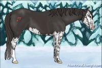 Horse Color:Smoky Black  and Smoky Black Splash 