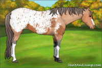 Horse Color:Bay Appaloosa  and Bay Appaloosa 