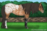 Horse Color:Bay Near Leopard  and Bay Blanket 