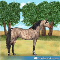 Horse Color:Liver Red Dun  and Bay Dun 