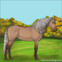 Horse Color:Silver Bay Dun 