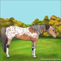 Horse Color:Bay Appaloosa  and Bay Appaloosa