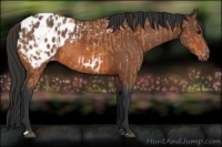 Horse Color:Bay Appaloosa  and Bay Appaloosa 