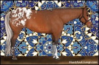 Horse Color:Bay Appaloosa  and Silver Brown Appaloosa 