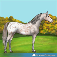 Horse Color:Bay Appaloosa  and Bay Frame Appaloosa 