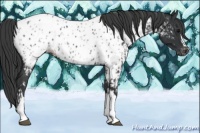 Horse Color:Black Appaloosa  and Black Appaloosa 