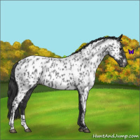 Horse Color:Blue Roan Appaloosa  and Blue Roan Appaloosa 