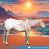 Horse Color:Bay Appaloosa  and Bay Appaloosa 