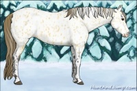 Horse Color:Buckskin Near Leopard and Buckskin Near Leopard
