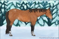 Horse Color:Bay Appaloosa  and Bay Appaloosa 