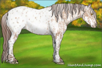 Horse Color:Amber Champagne Appaloosa  and White Spotted Amber Champagne Appaloosa 