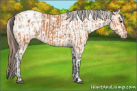 Horse Color:Bay Appaloosa  and Amber Champagne Appaloosa 