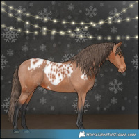 Horse Color:Bay Appaloosa  and Bay Appaloosa 