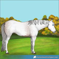 Horse Color:Gray Bay Splash Frame 