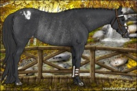 Horse Color:Black Appaloosa Rabicano 